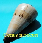 Conus moncuri, Filmer 2005 